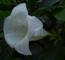 Glorious Flower of Cuba, Bell Flower of Jamaica, White Horse Flower, Portlandia grandiflora